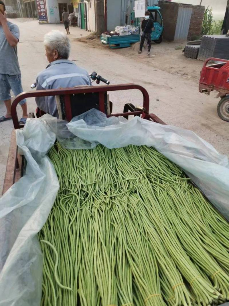 【热卖中】开封长豆角大量上市质量好，可视频看货