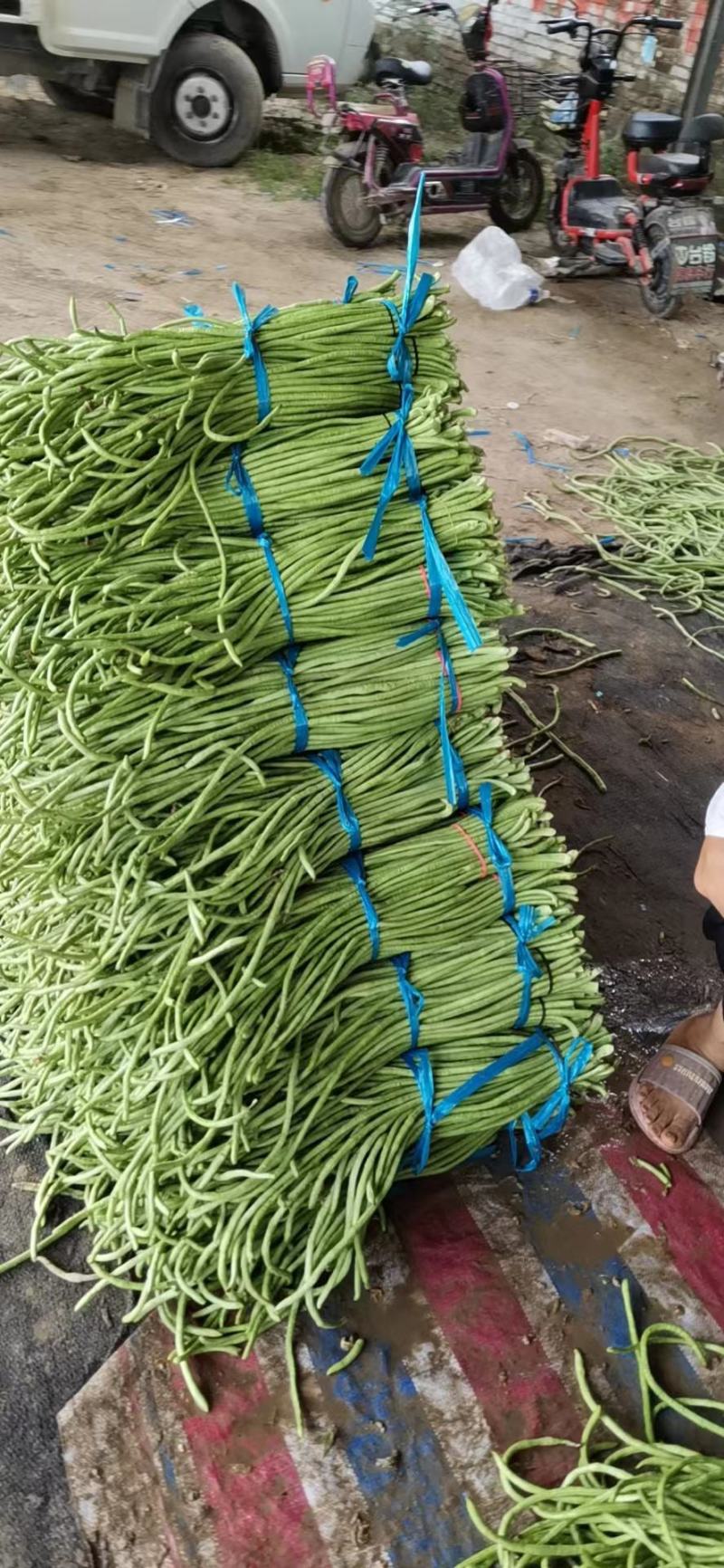 【热卖中】开封长豆角大量上市质量好，可视频看货