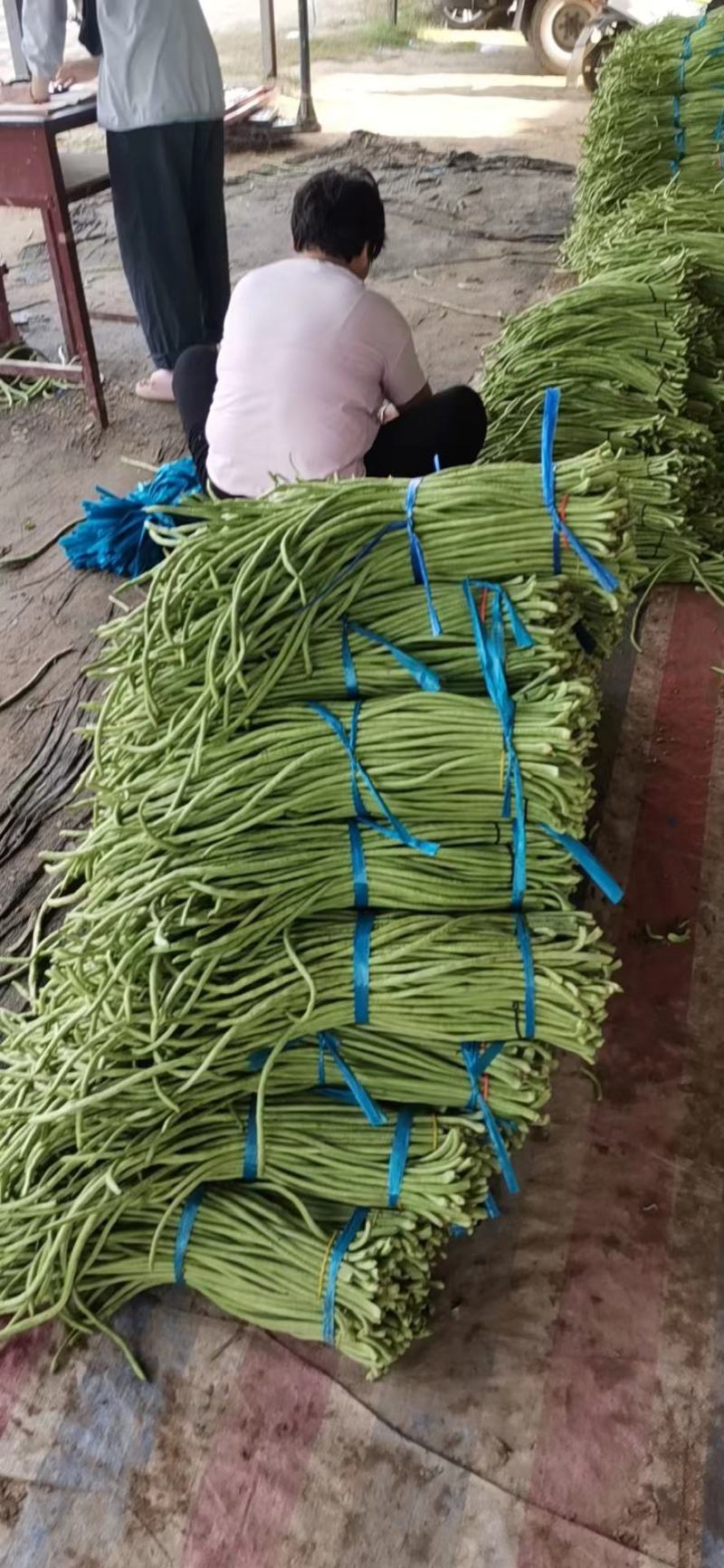 【热卖中】开封长豆角大量上市质量好，可视频看货