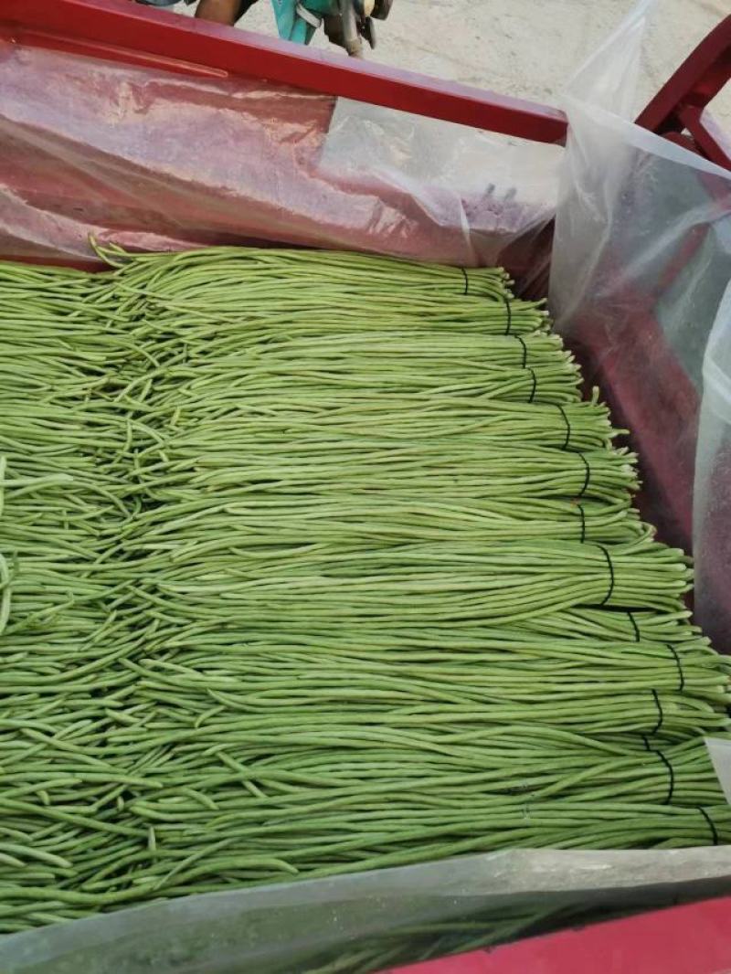 【热卖中】开封长豆角大量上市质量好，可视频看货