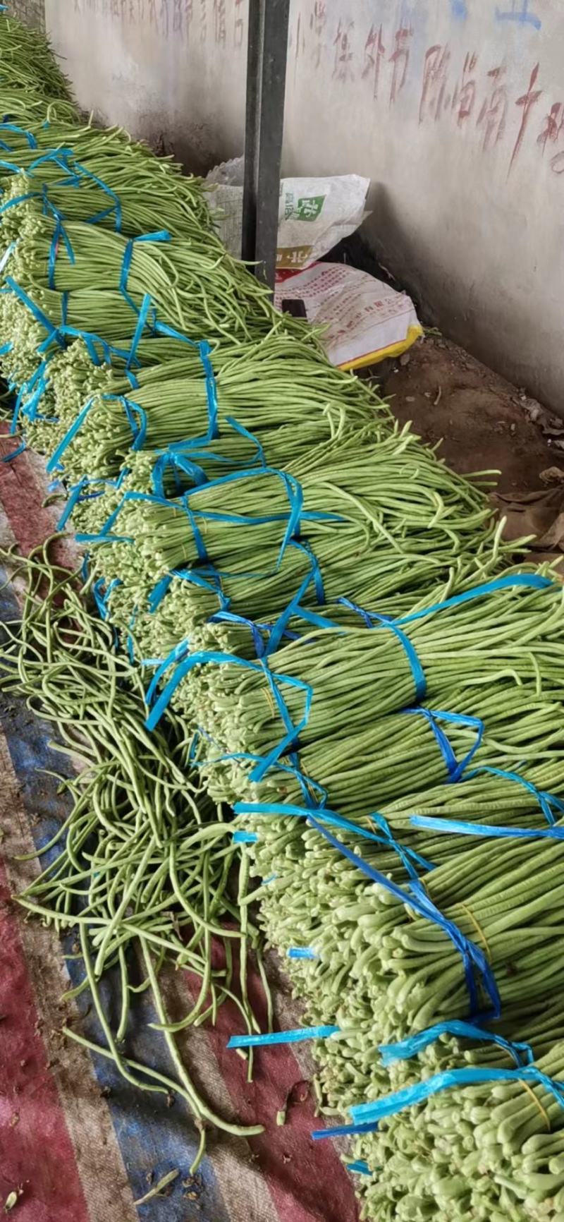 【热卖中】开封长豆角大量上市质量好，可视频看货