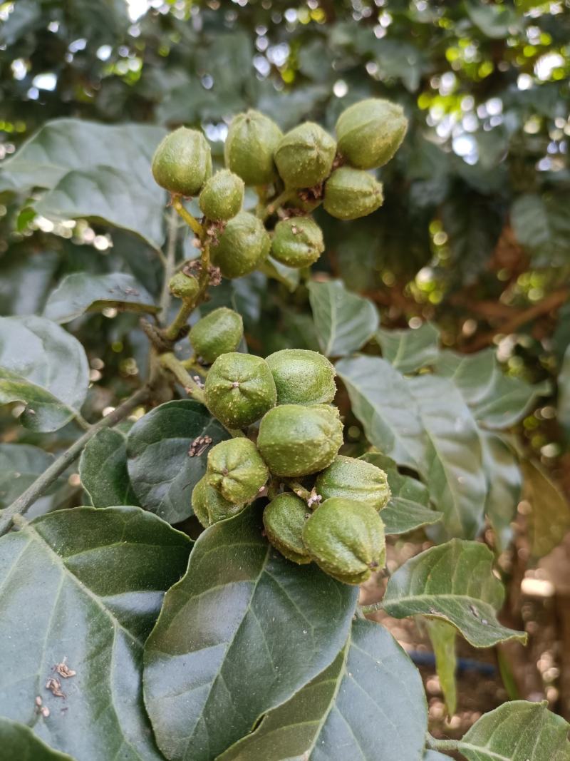 黄皮，荔枝