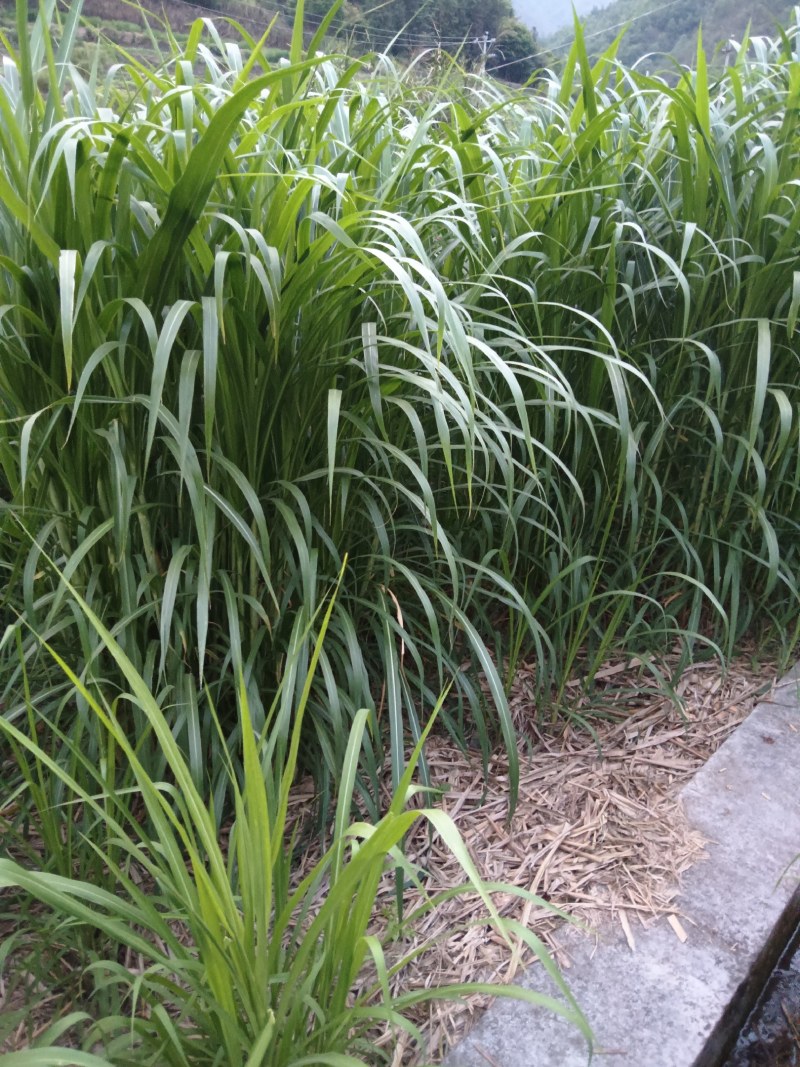 甜象草皇竹草牧草牛羊马猪鸡鸭鹅都喜欢吃需要的老板可以联系