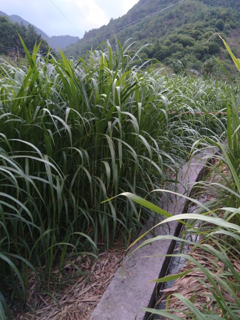 甜象草皇竹草牧草牛羊马猪鸡鸭鹅都喜欢吃需要的老板可以联系