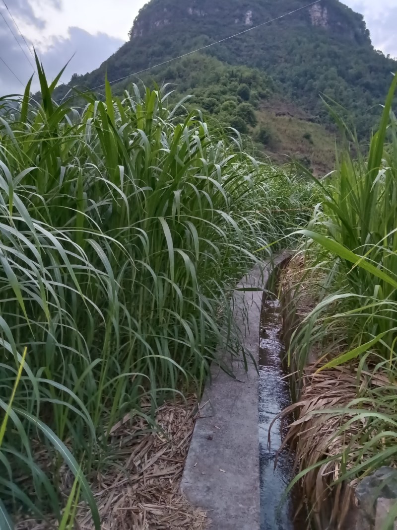 甜象草皇竹草牧草牛羊马猪鸡鸭鹅都喜欢吃需要的老板可以联系