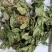 薄荷叶新货产地直发薄荷叶薄荷叶一公斤包邮