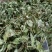 薄荷叶新货产地直发薄荷叶薄荷叶一公斤包邮