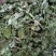 薄荷叶新货产地直发薄荷叶薄荷叶一公斤包邮