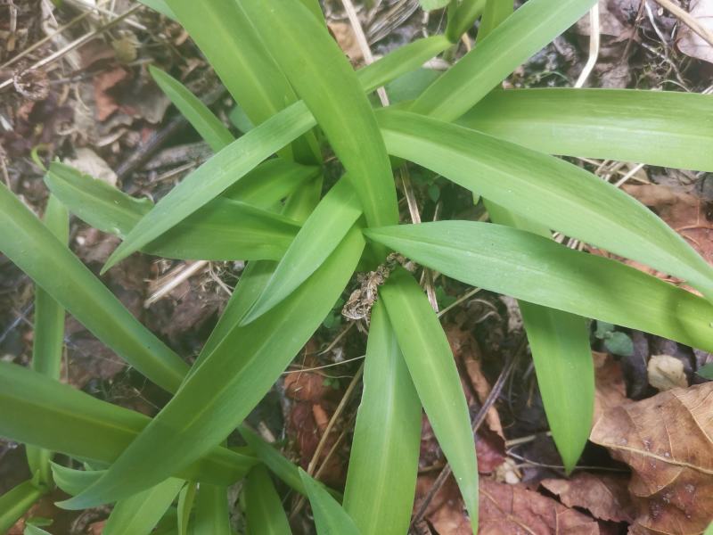 野生酒菜