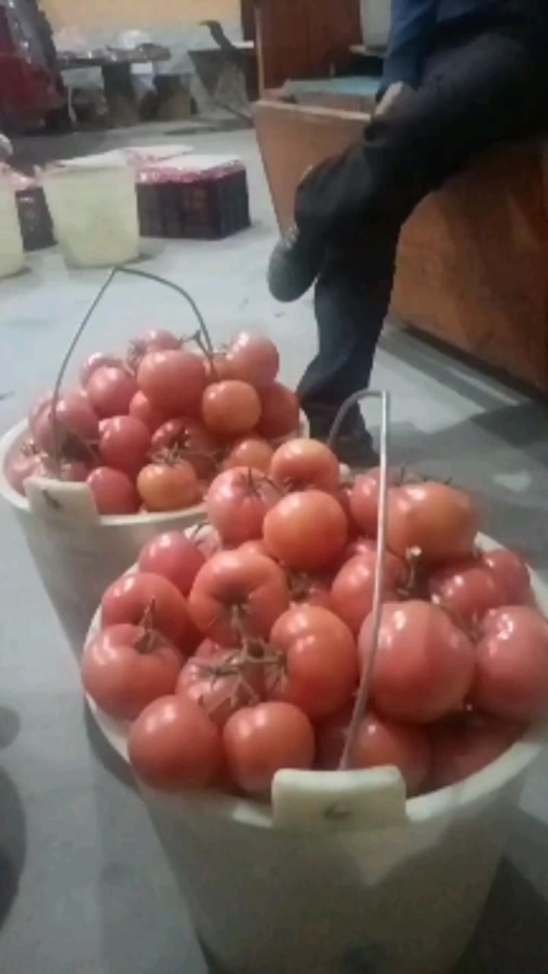大红西红柿基地直供，严选品质，供应全国市场电商批发商