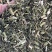 【青蒿】中药材青蒿颜色绿过筛欢迎下单文斌药业