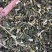 【青蒿】中药材青蒿颜色绿过筛欢迎下单文斌药业