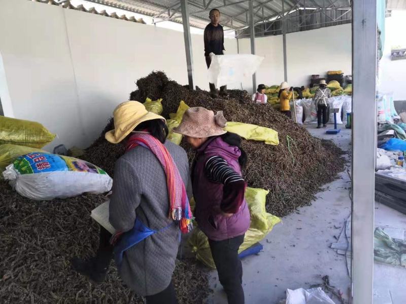 批发地参货煲汤料泡酒料粗条虫草参地参跑江湖地摊展销会