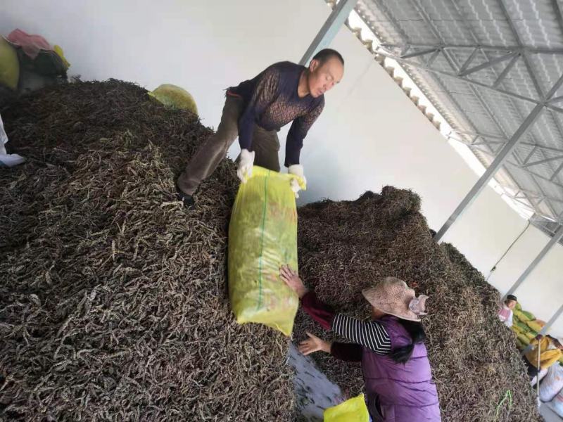 批发地参干货煲汤料泡酒料粗条虫草参跑江湖地摊展销会散装