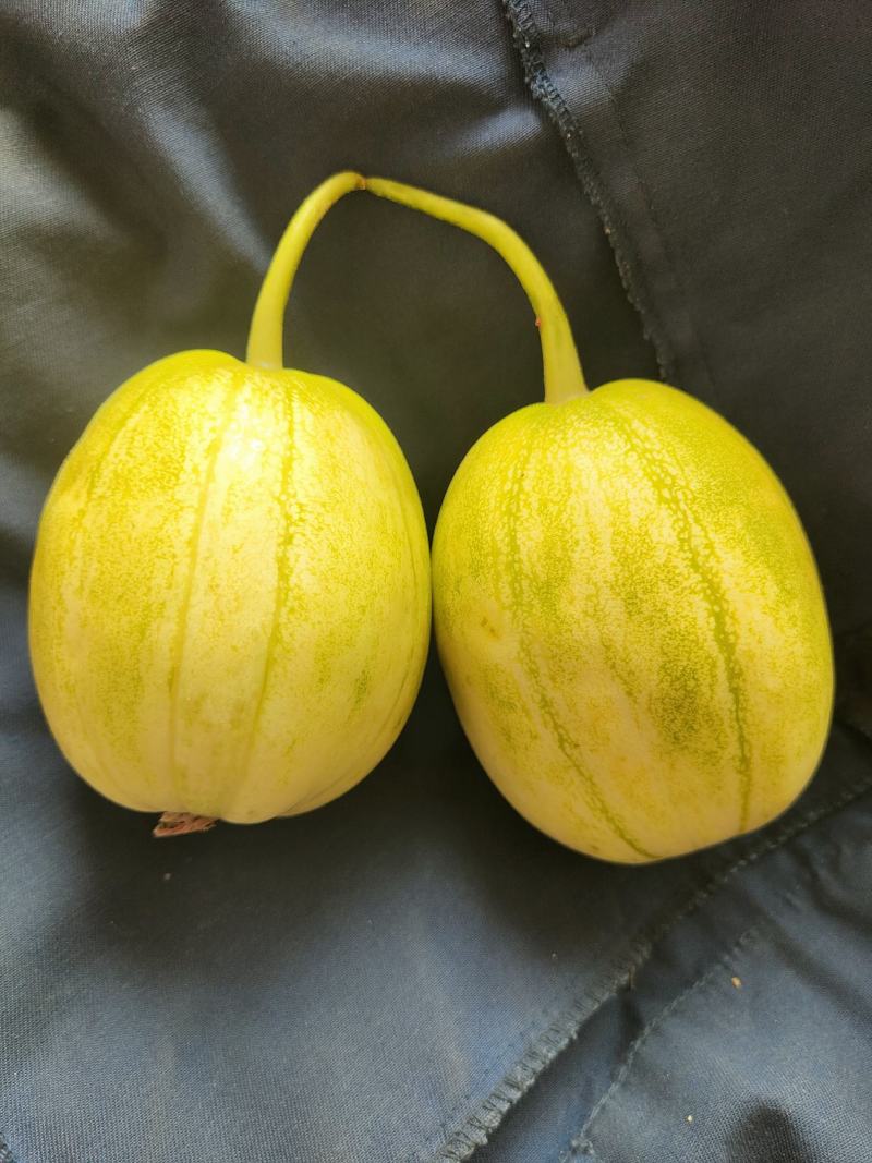 小燕香瓜谁见谁夸