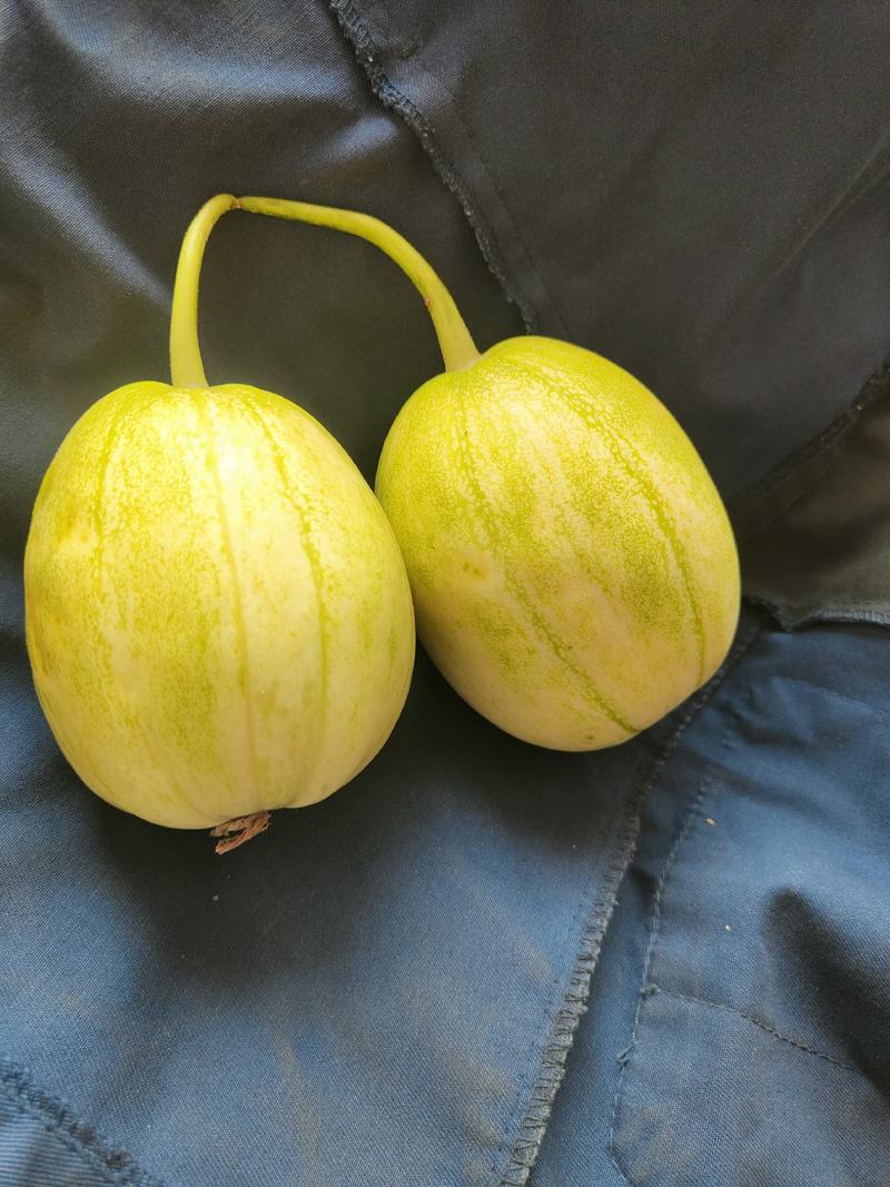 小燕香瓜谁见谁夸