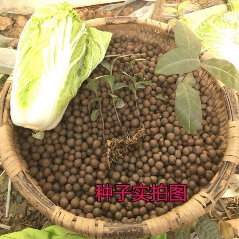 绿茶种子黑茶种子茶树种子出芽率高品质保证欢迎来电