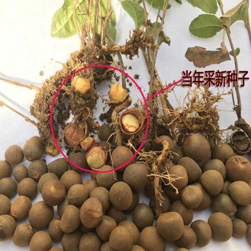 绿茶种子黑茶种子茶树种子出芽率高品质保证欢迎来电