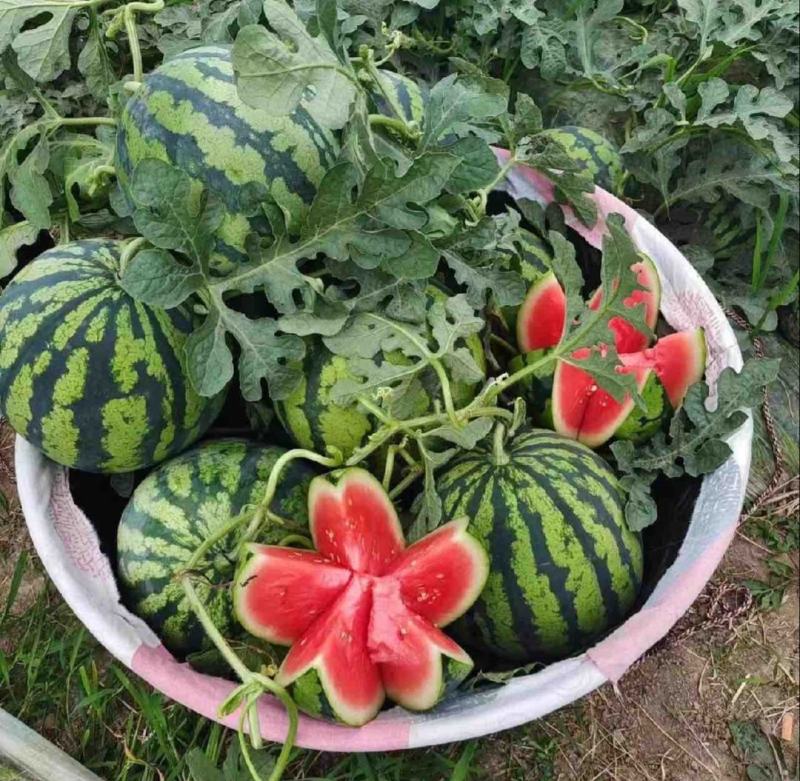 【推荐】湖南麒麟西瓜代办包熟包甜供应市场商超电商
