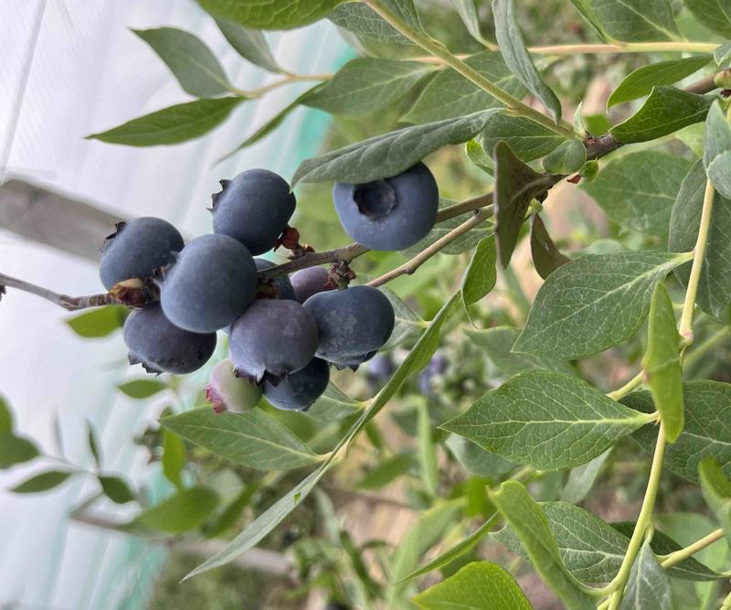 大果蓝莓优瑞卡，脆甜，很快大量成熟