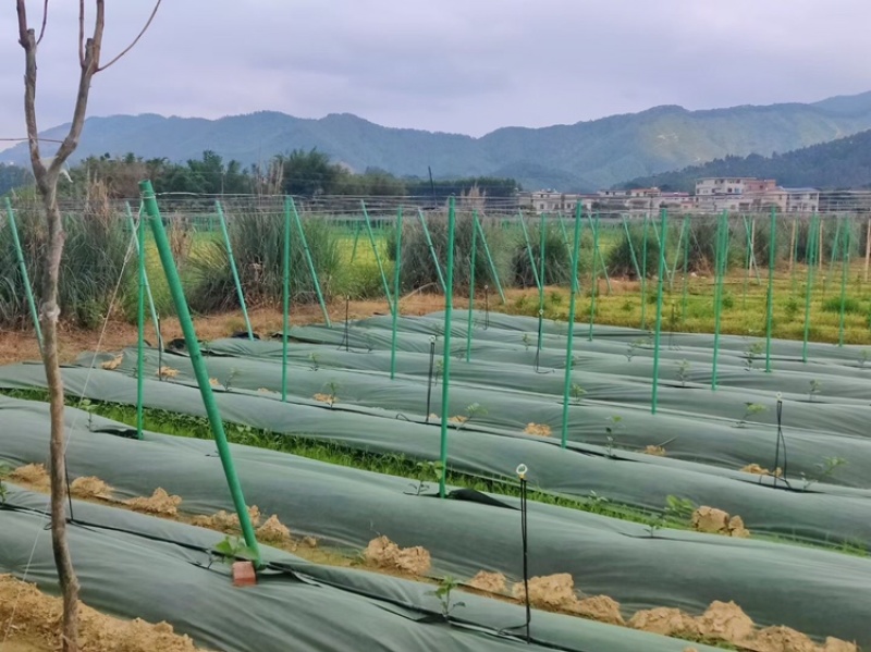 豆角平棚各种吊瓜百香果立柱火龙果立柱