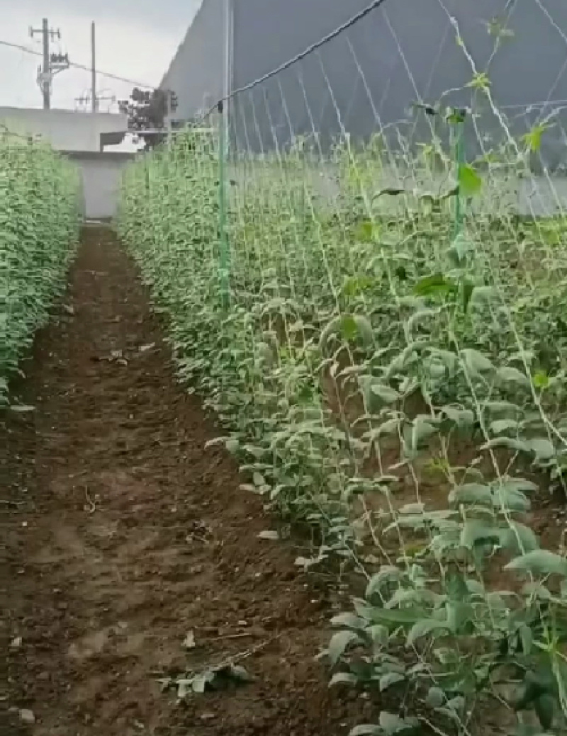 豆角平棚各种吊瓜百香果立柱火龙果立柱