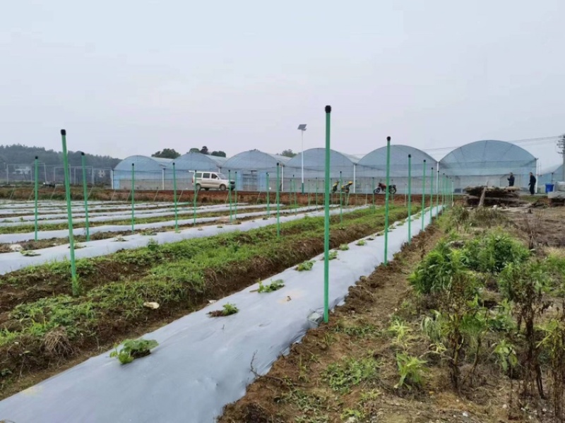 豆角平棚各种吊瓜百香果立柱火龙果立柱