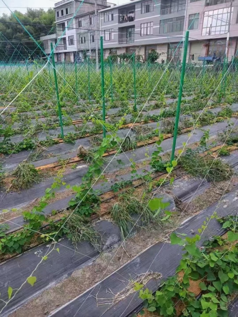 豆角平棚各种吊瓜百香果立柱火龙果立柱