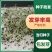 新鲜当归种子中药材种子种苗野生特级正品岷县当归种子