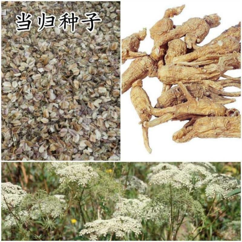 新鲜当归种子中药材种子种苗野生特级正品岷县当归种子