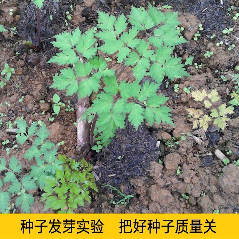 新鲜当归种子中药材种子种苗野生特级正品岷县当归种子