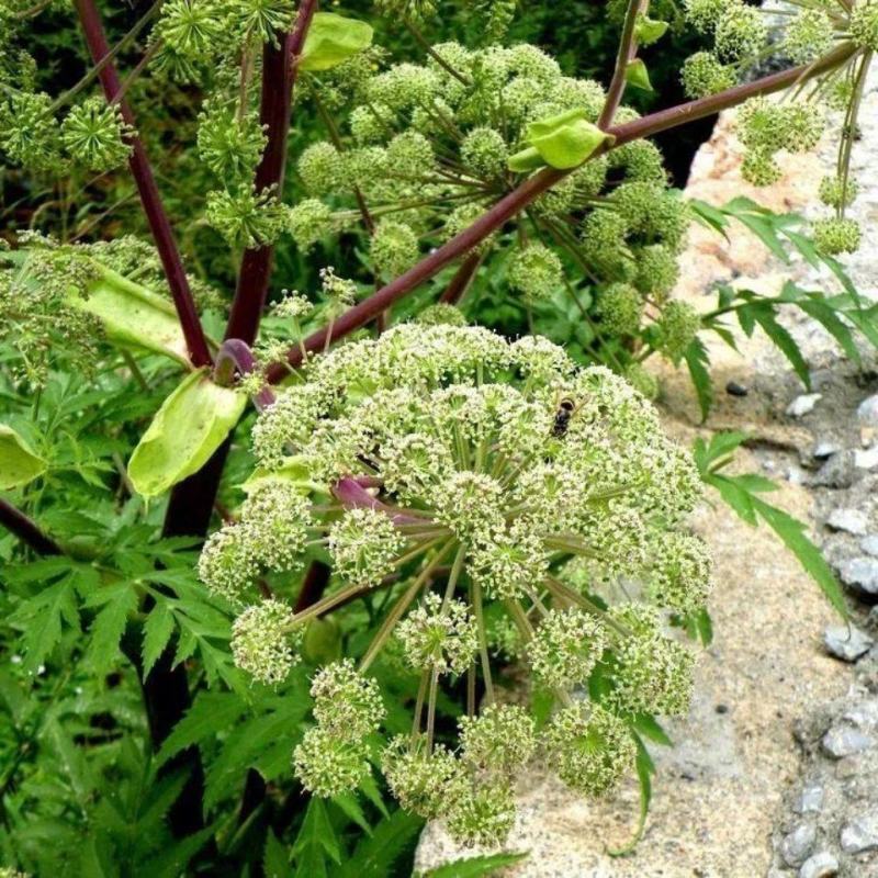 新鲜当归种子中药材种子种苗野生特级正品岷县当归种子