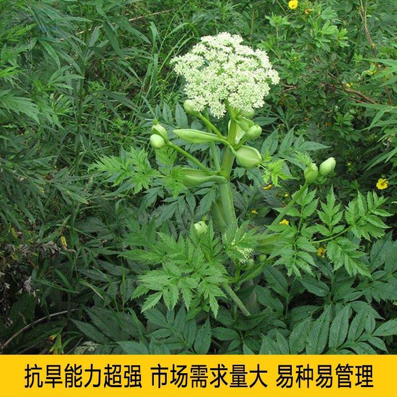 新鲜当归种子中药材种子种苗野生特级正品岷县当归种子