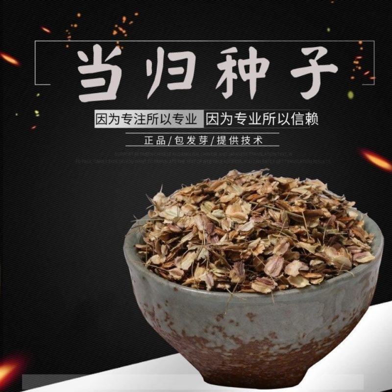 新鲜当归种子中药材种子种苗野生特级正品岷县当归种子