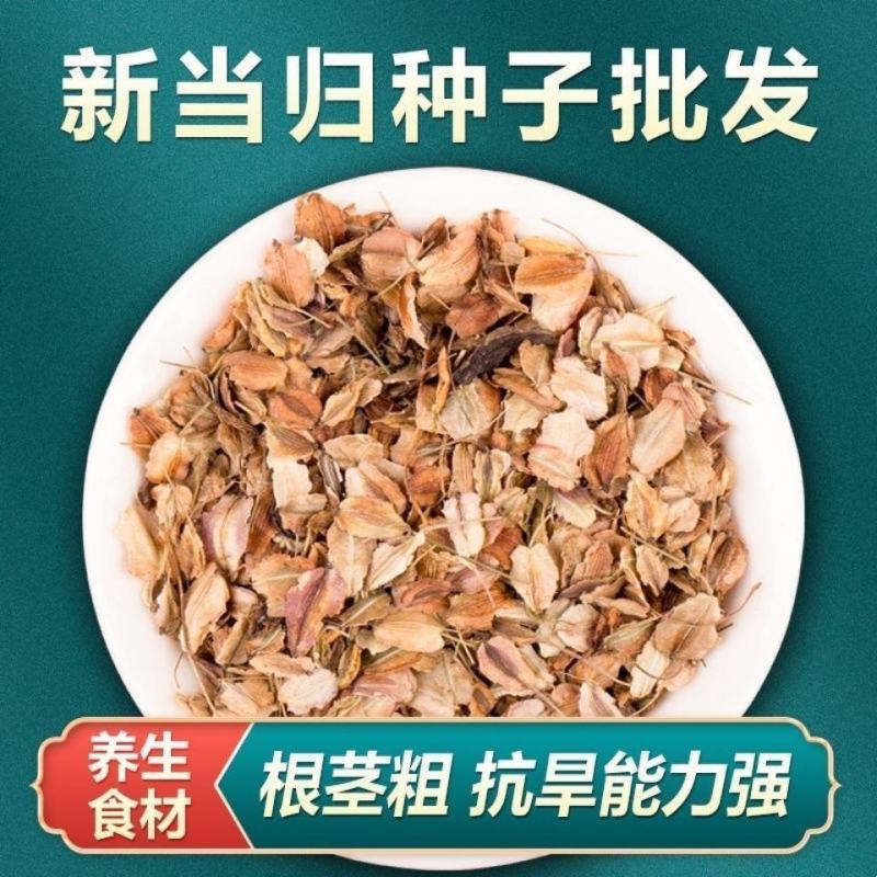 新鲜当归种子中药材种子种苗野生特级正品岷县当归种子