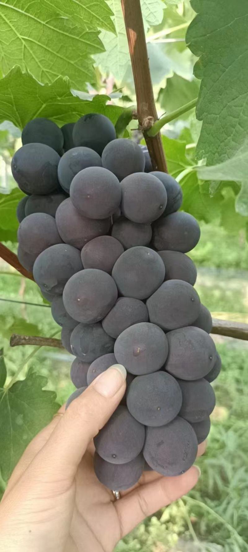 夏黑葡萄颗粒大含糖量高欢迎各地老板前来选购
