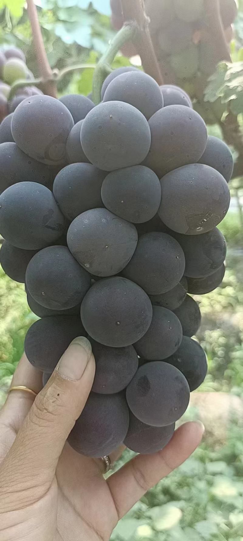 夏黑葡萄颗粒大含糖量高欢迎各地老板前来选购