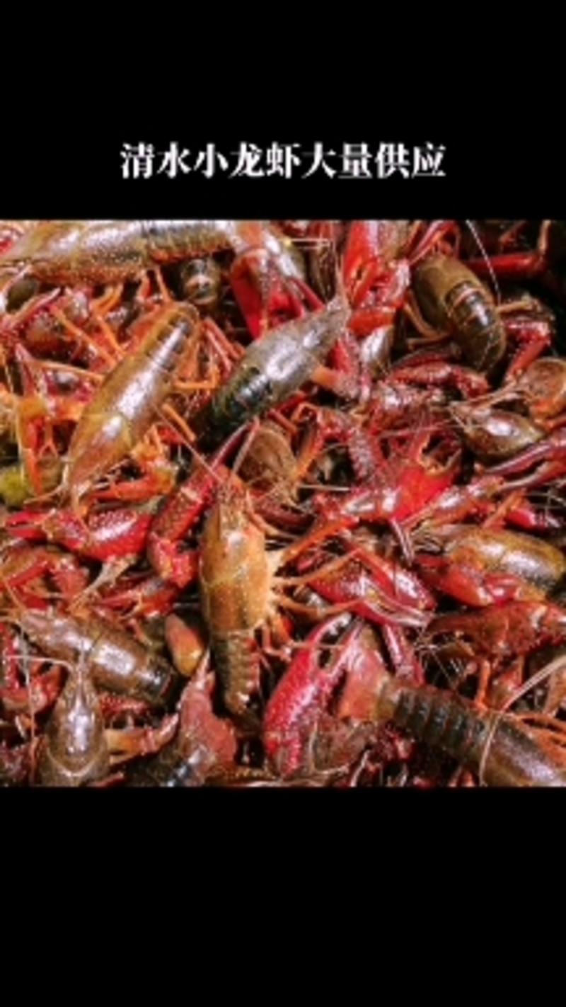 湖北鲜活小龙虾优质清水虾肉质饱满产地直供全国发货