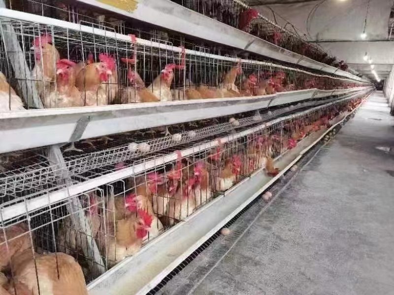 矮脚王矮脚黄土鸡苗优质黄优母优公出壳鸡苗必打疫苗全国发货