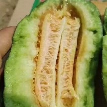 本地博洋九，博洋六一，博洋九一，白瓜，面瓜以大量上市