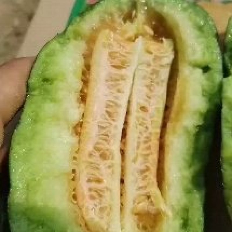 本地博洋九，博洋六一，博洋九一，白瓜，面瓜以大量上市