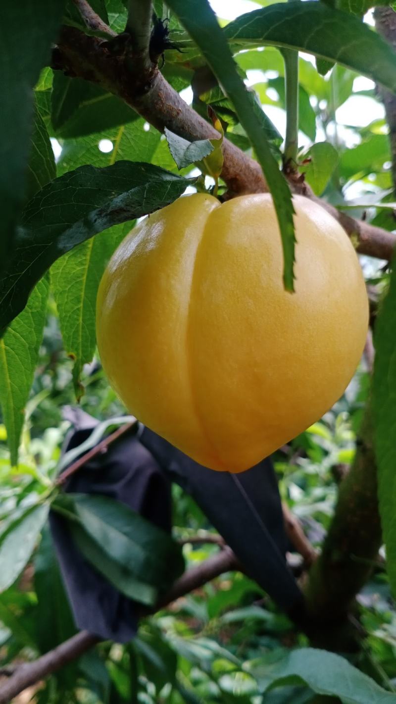 黄油桃新鲜水果黄桃