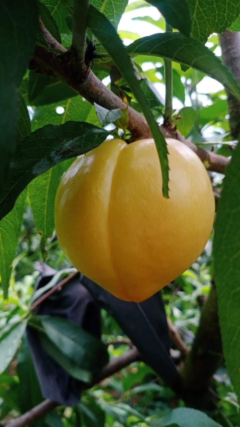 黄油桃新鲜水果黄桃