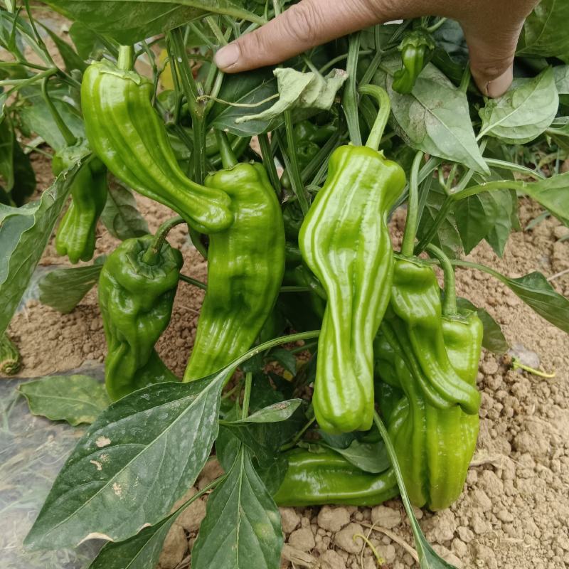 大量苏椒，价格美丽，需要的老板欢迎咨询