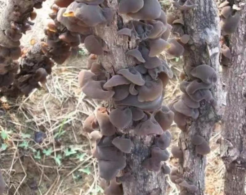 木耳