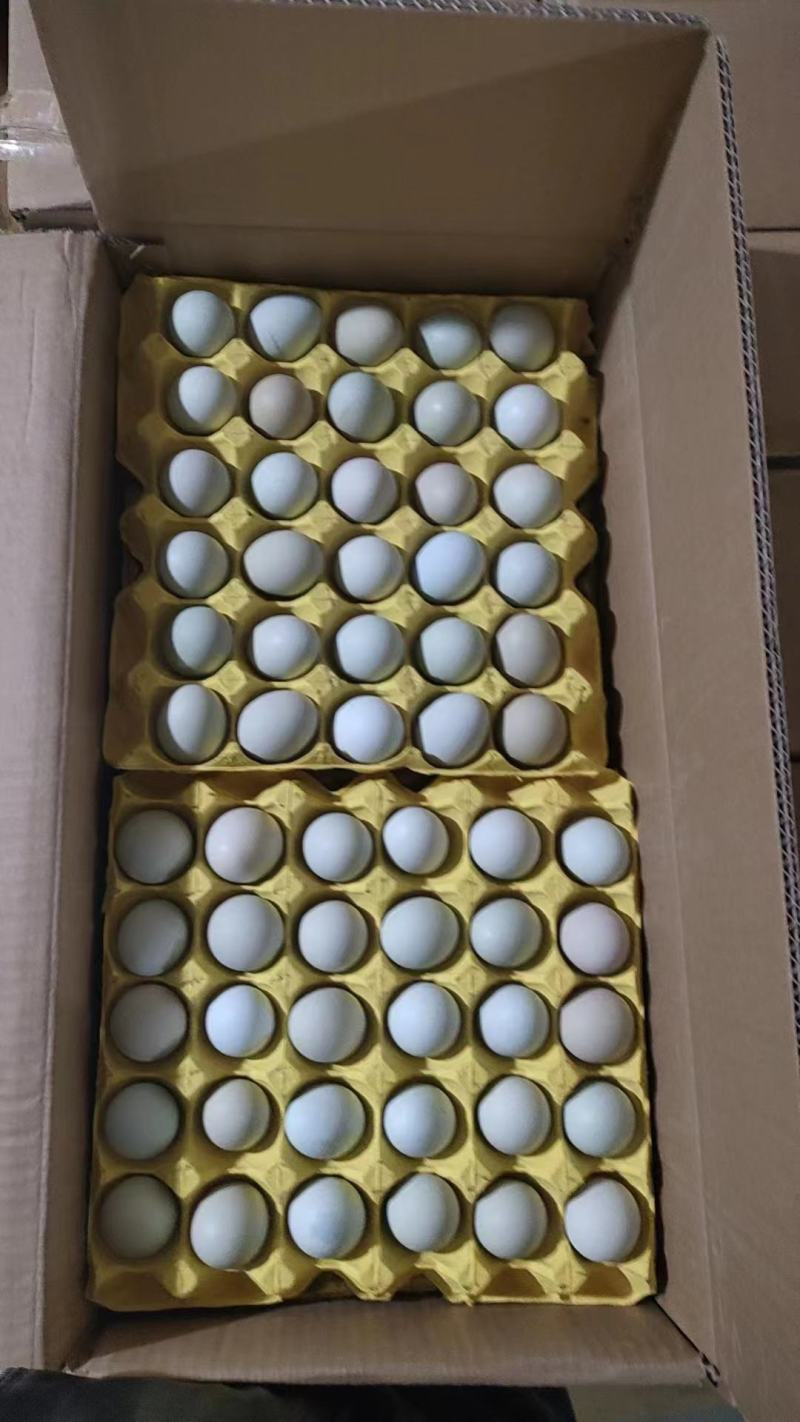 480枚精品绿壳鸡蛋绿壳乌鸡蛋绿壳土鸡蛋山鸡蛋新鲜质优