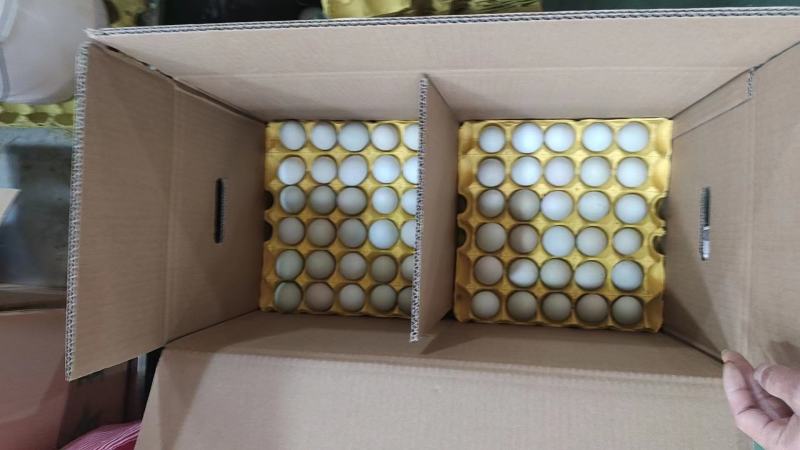 480枚精品绿壳鸡蛋绿壳乌鸡蛋绿壳土鸡蛋山鸡蛋新鲜质优