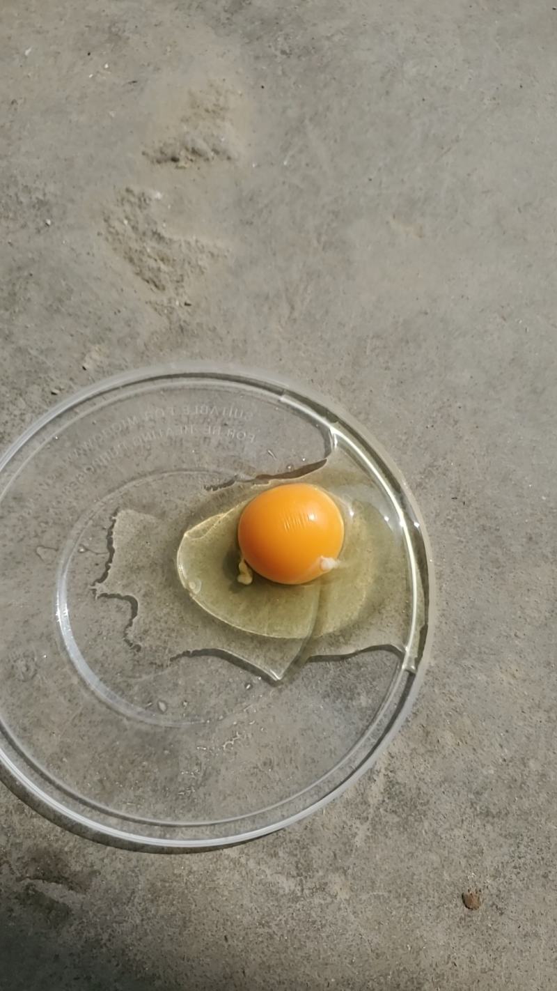 480枚精品绿壳鸡蛋绿壳乌鸡蛋绿壳土鸡蛋山鸡蛋新鲜质优
