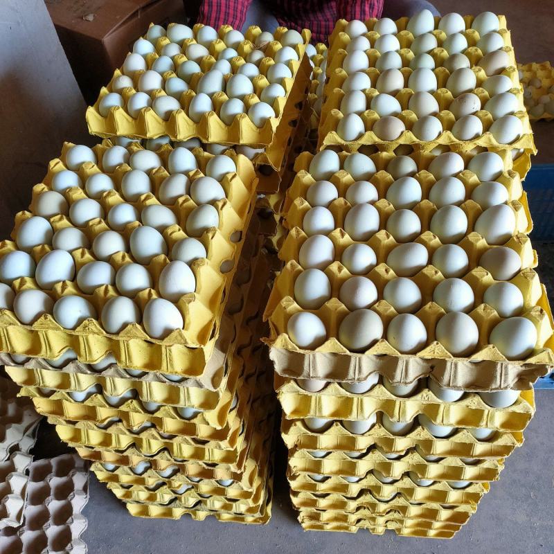480枚精品绿壳鸡蛋绿壳乌鸡蛋绿壳土鸡蛋山鸡蛋新鲜质优