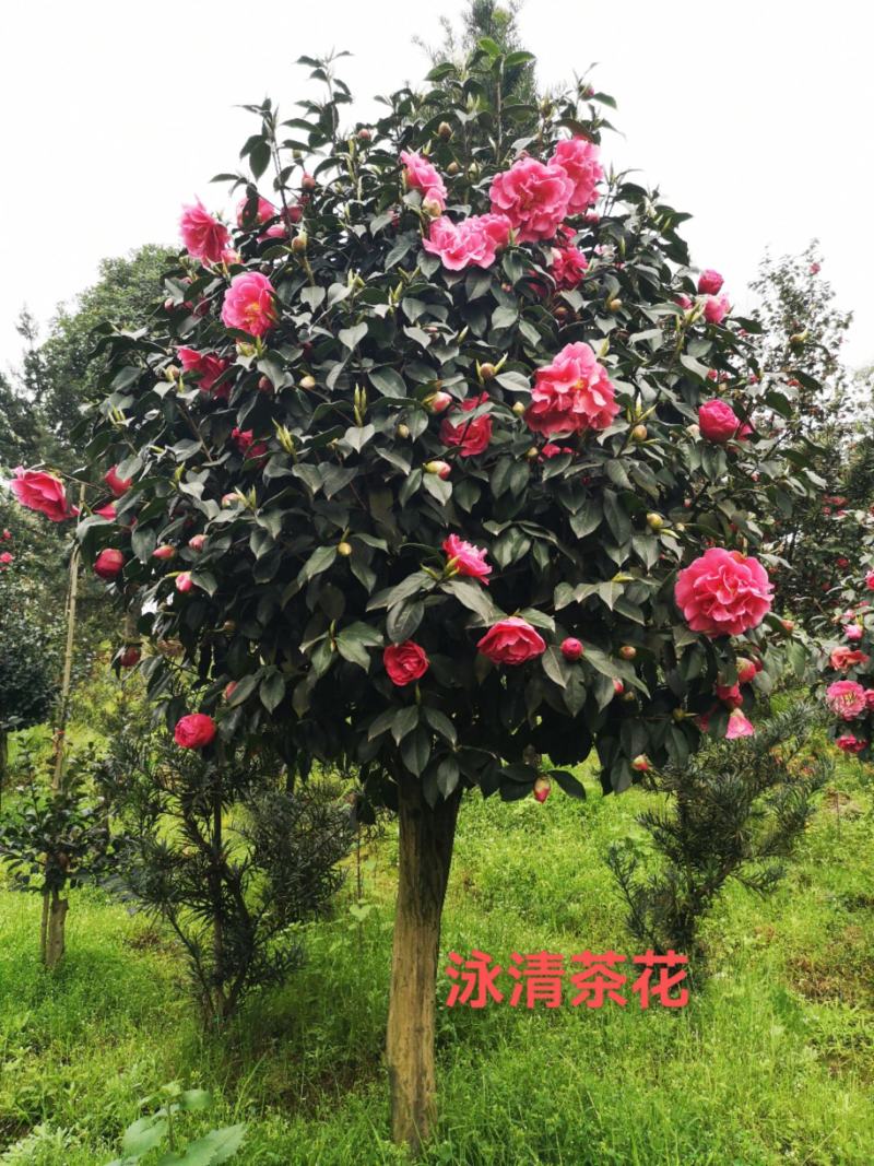茶花批发，零售，自产自销